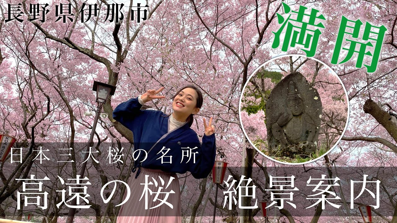 【観光動画】【大迫力】高遠の桜を現地レポ【伊那市観光協会コラボ】