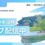 【観光動画】LIVEカメラ白川湖の水没林