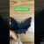 【IT関連動画まとめ】Easy चमगादड़ क्राफ्ट for kids #shorts feed #🦇 bat #viral #craft